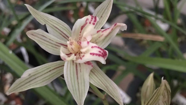 兰花小苗几年开花 兰花小苗几年开花啊