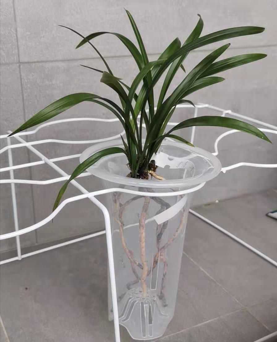 兰草种植方法 兰花种植方法