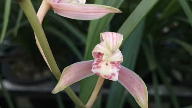 兰花一般什么时候开花（兰花什么时候开花的,大概几点）