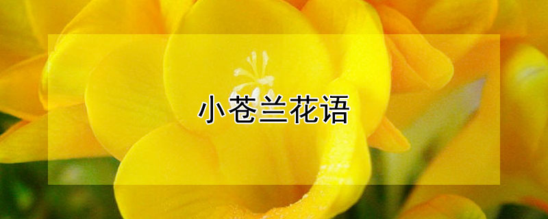 小苍兰花语 小苍兰花语温柔而干净的少年