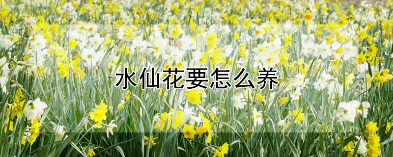 水仙花要怎么养 水仙花要怎么养才开花