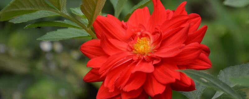 大丽花花语 大丽花花语象征与寓意