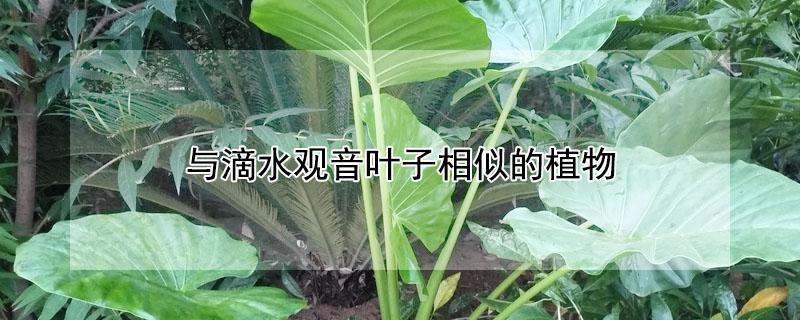 与滴水观音叶子相似的植物（跟滴水观音叶子相似的植物）