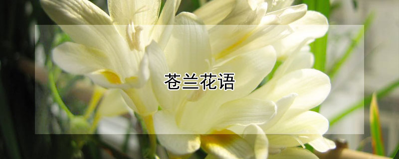 苍兰花语（苍兰花语及寓意）