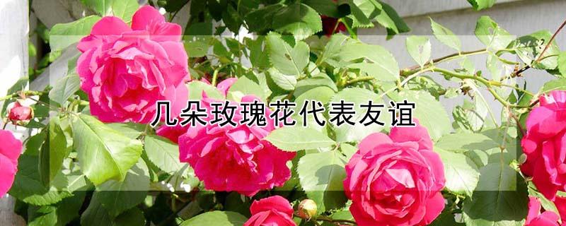 几朵玫瑰花代表友谊(几支玫瑰花代表友谊)