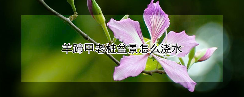 羊蹄甲老桩盆景怎么浇水（羊蹄甲老桩怎么种植）