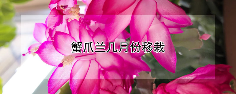 蟹爪兰几月份移栽 蟹爪兰几月份移栽最好