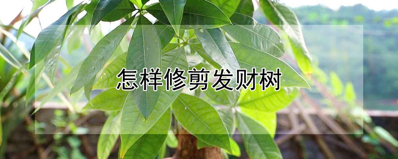 怎样修剪发财树(怎样修剪发财树的枝叶)
