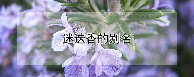迷迭香的别名 迷迭香的别名和雅号