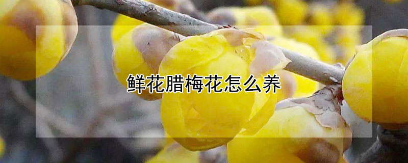鲜花腊梅花怎么养（鲜花腊梅花怎么养家庭养法）