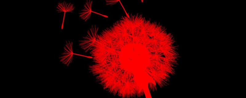 红色蒲公英的花语 红色蒲公英的花语图片