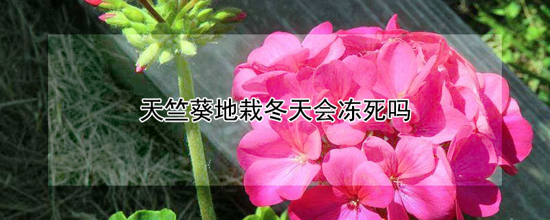 天竺葵地栽冬天会冻死吗（天竺葵冬天放室外会不会冻死）