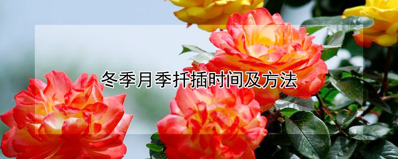 冬季月季扦插时间及方法 月季冬季扦插最佳时间