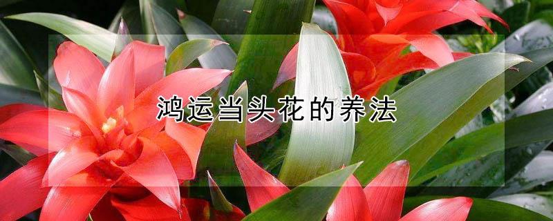 鸿运当头花的养法 请问鸿运当头花怎么养