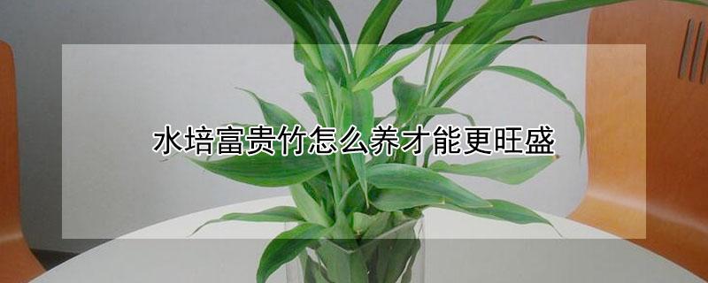 水培富贵竹怎么养才能更旺盛（富贵竹水养技巧）