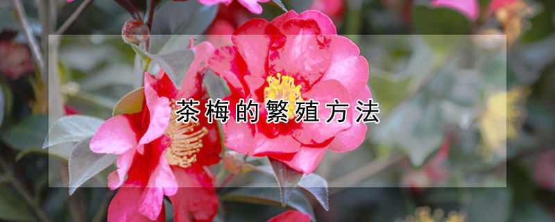 茶梅的繁殖方法 茶梅是怎样扦插繁殖的