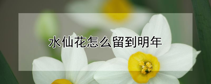 水仙花怎么留到明年（水仙花怎么隔年）