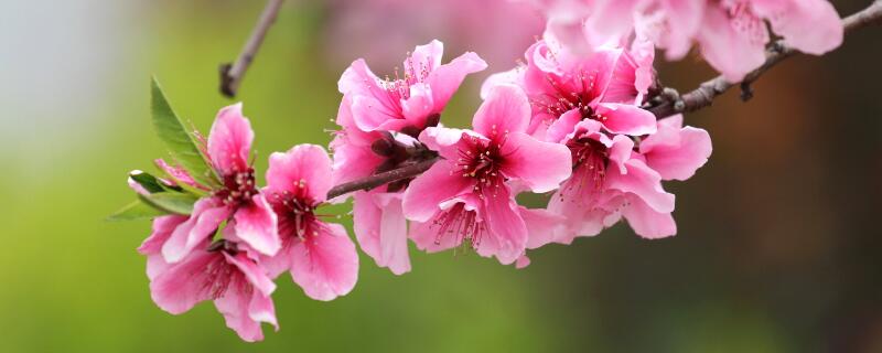 桃花的寓意（桃花的寓意是什么意思）
