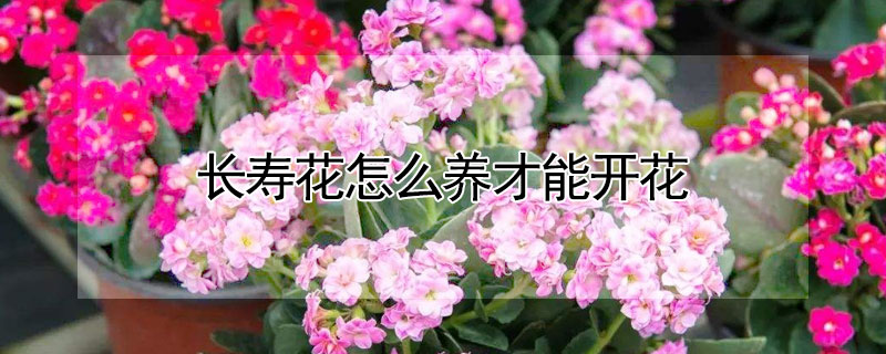 长寿花怎么养才能开花（长寿花怎么养才能开花多）