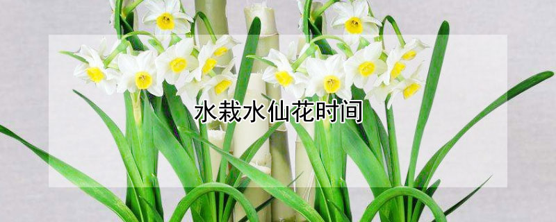 水栽水仙花时间(水培水仙花多久开花)