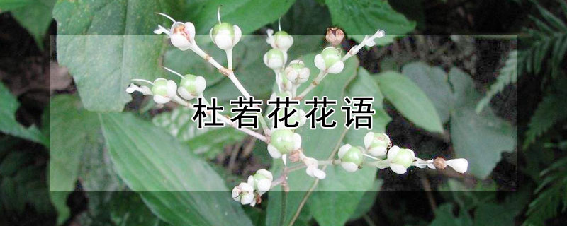 杜若花花语（杜若花语杜若花图片）