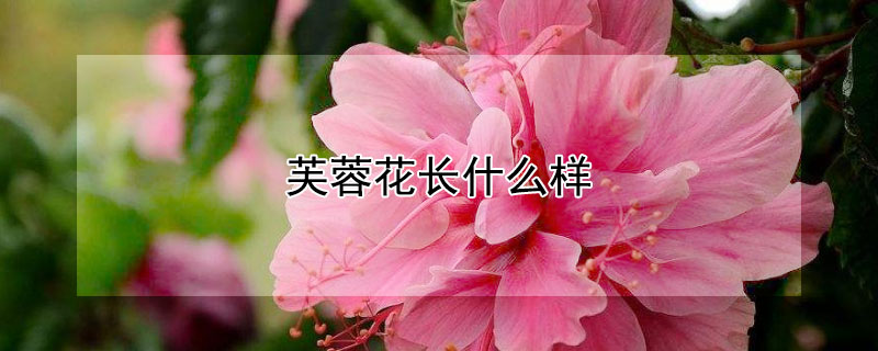 芙蓉花长什么样 芙蓉花长什么样子