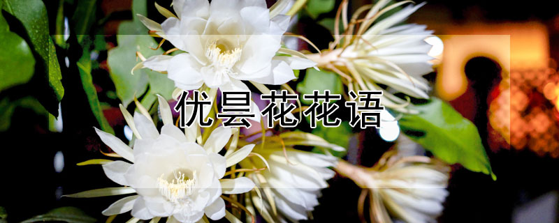 优昙花花语 优昙仙花花语