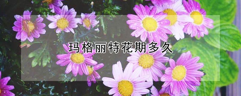 玛格丽特花期多久（玛格丽特花期什么时候）