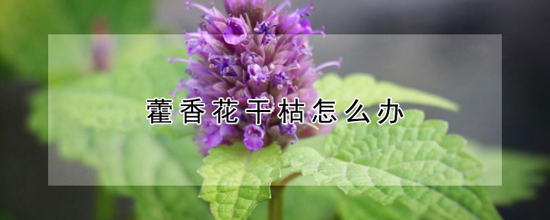 藿香花干枯怎么办（香花叶子枯萎了怎么办）