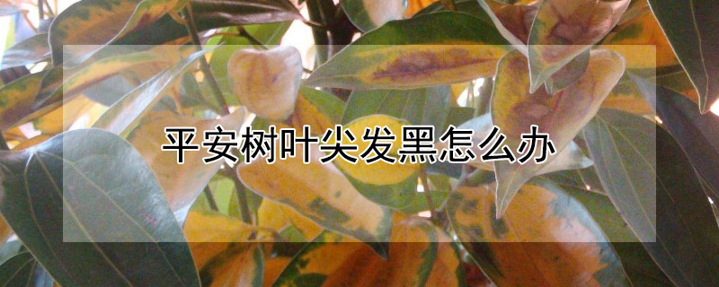 平安树叶尖发黑怎么办(平安树叶尖发黑怎么回事)