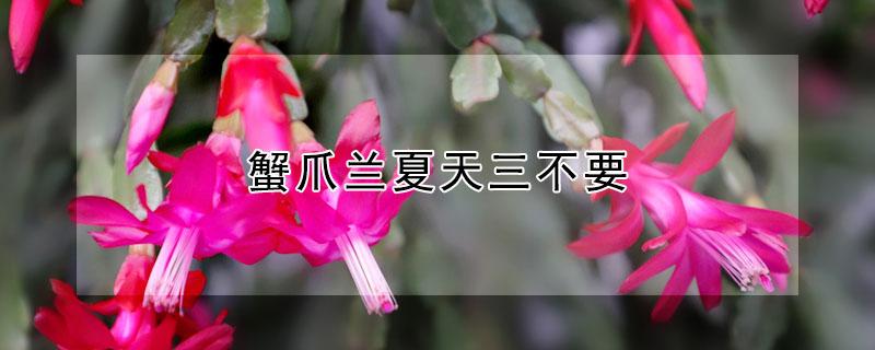 蟹爪兰夏天三不要（蟹爪兰过夏天）