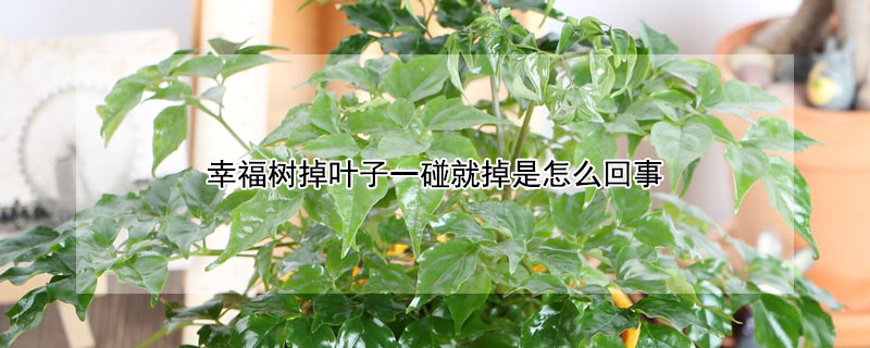 幸福树掉叶子一碰就掉是怎么回事（幸福树掉叶子一碰就掉怎么办）