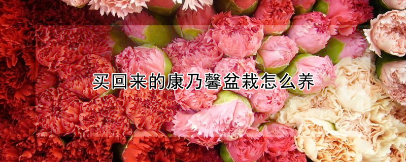 买回来的康乃馨盆栽怎么养(康乃馨盆花怎么养)