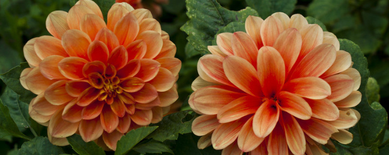 芍药花语（芍药花语朋友圈）