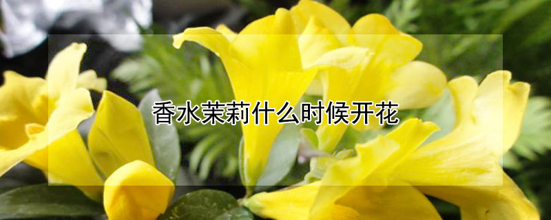 香水茉莉什么时候开花（香水茉莉花什么时候开花）