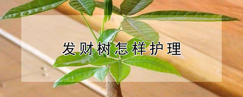 发财树怎样护理 发财树的日常护理