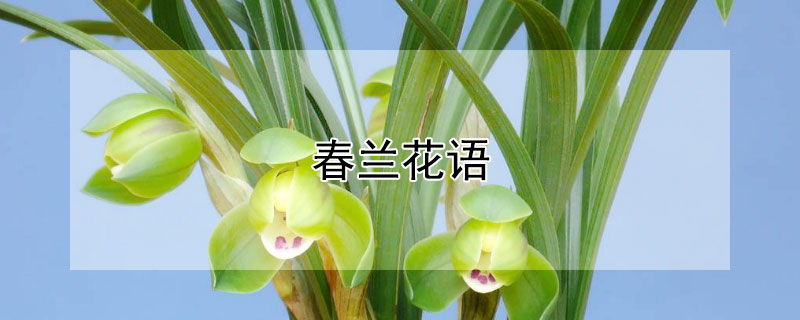 春兰花语 春兰的花语