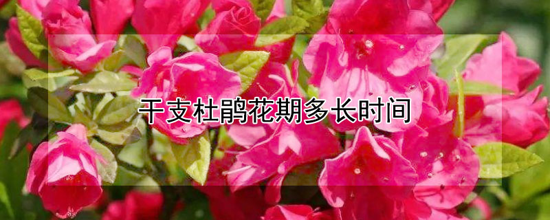 干支杜鹃花期多长时间（干枝杜鹃花花期多久）