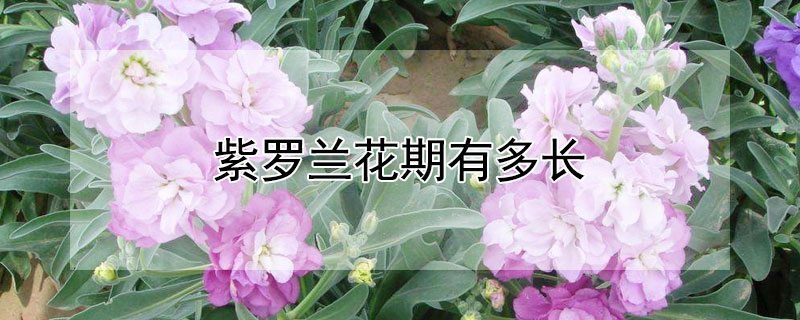 紫罗兰花期有多长（紫罗兰花的花期多长）