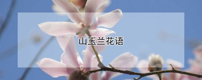 山玉兰花语 小玉兰花花语