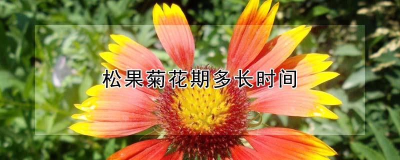 松果菊花期多长时间（松叶菊花期多久）