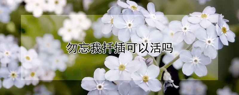 勿忘我扦插可以活吗（勿忘我怎么扦插）