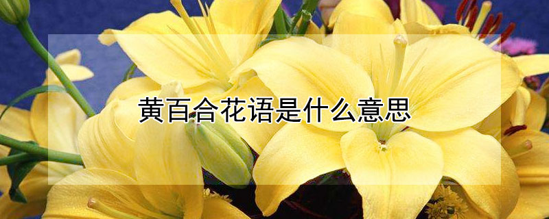 黄百合花语是什么意思（黄百合和白百合的花语）