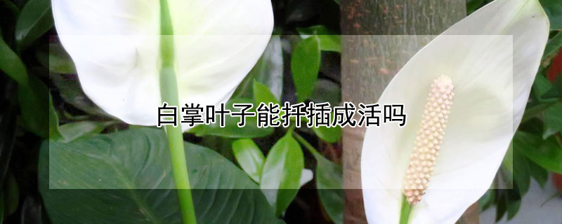 白掌叶子能扦插成活吗（白掌怎样扦插生根）