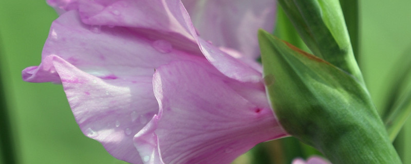 粉剑兰花语（粉兰花的花语）
