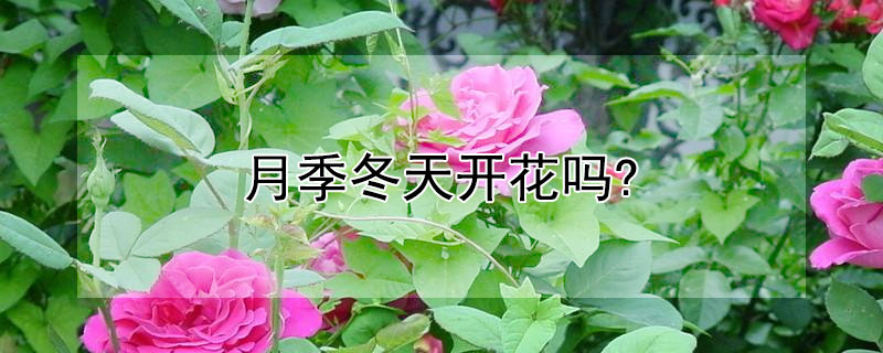 月季冬天开花吗? 月季冬天会开花吗