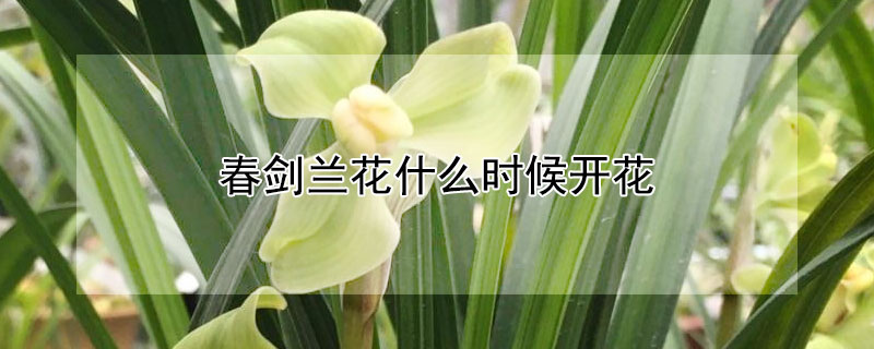 春剑兰花什么时候开花（春剑兰花的花期）