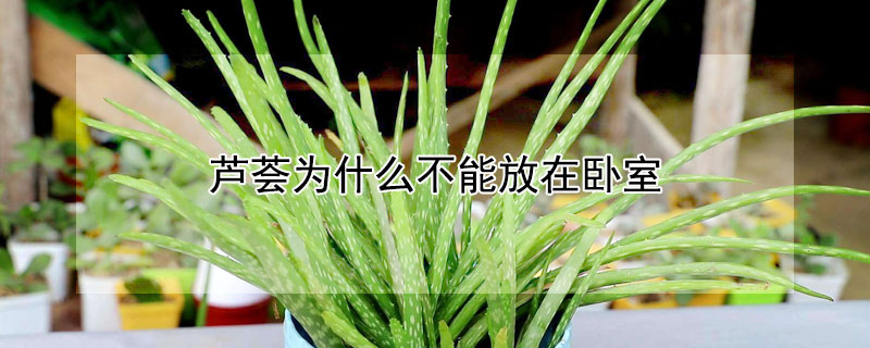 芦荟为什么不能放在卧室 芦荟能否放在卧室里吗