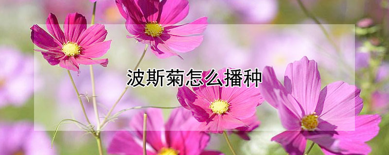 波斯菊怎么播种 波斯菊如何栽种