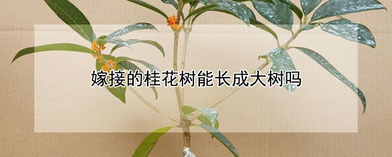 嫁接的桂花树能长成大树吗 桂花树可以嫁接什么树能成活